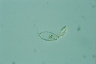 Euglypha bryophila