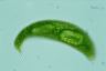 Euglena spirogyra