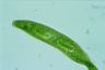 Euglena spirogyra