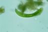 Euglena spirogyra