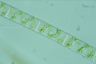 Spirogyra