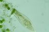 Paramecium caudatum