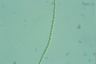Tribonema elegans