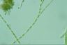 Stigeoclonium