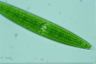 Closterium acerosum