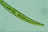 Closterium costatum