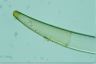 Closterium costatum