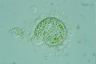 Acanthocystis turfacea