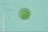 Acanthocystis turfacea