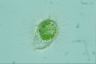 Acanthocystis turfacea