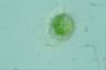 Acanthocystis turfacea