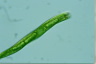 Euglena tripteris