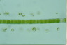 Peroniella hyalothecae