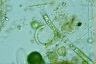 Ophiocytium