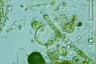 Ophiocytium