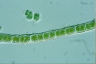 Microspora