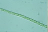 Microspora