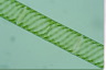 Spirogyra