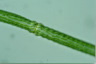 Pleurotaenium