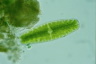 Netrium digitus