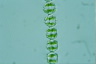 Desmidium coarctatum