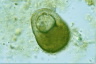 Centrophyxis