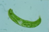 Euglena spirogyra