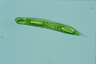 Euglena oxyuris