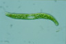 Euglena ehrenbergii