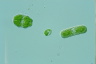 Haematococcus lacustris