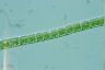 Microspora