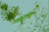 Closterium libellula