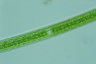 Closterium acerosum