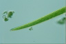 Closterium praelongum