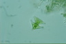 Staurastrum pseudosebaldi