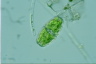 Euastrum gnathophorum
