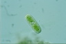 Cylindrocystis brebissonii