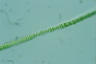 Sphaerozosma granulata