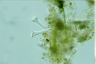 Platycola truncata
