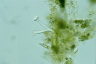 Platycola truncata