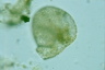 Lesquereusia inæqualis