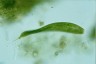 Euglena spirogyra