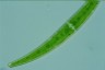 Closterium rostratum