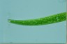 Closterium rostratum