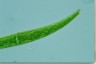 Closterium rostratum