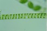 Spirogyra