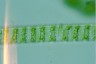 Spirogyra