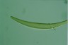 Closterium rostratum