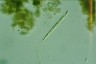 Cyclidiopsis acus