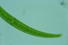 Closterium rostratum